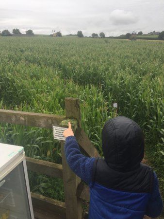 Cornish Maize Maze